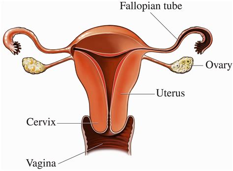 Ovaries You And Your Hormones From The Society For Endocrinology