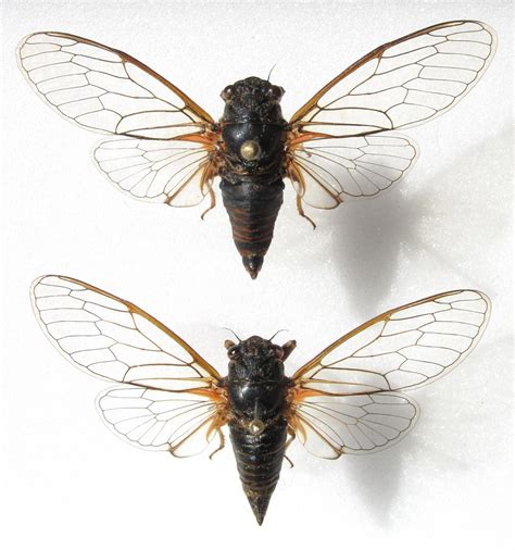 Deutsch deutsch englisch deutsch französisch deutsch italienisch deutsch katalanisch deutsch niederländisch deutsch portugiesisch deutsch russisch deutsch. New cicada species discovered in Switzerland and Italy ...