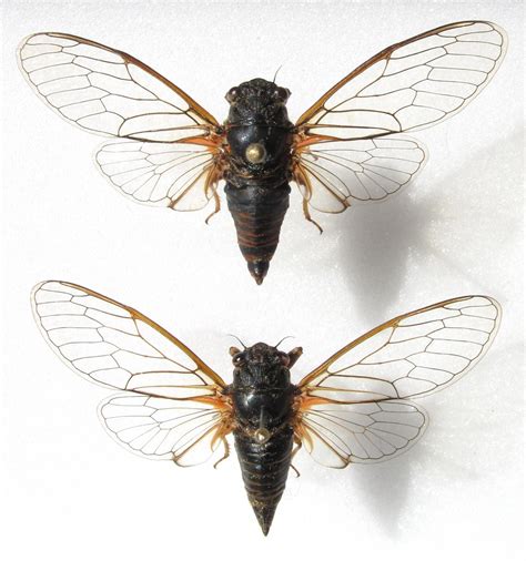 Mediterranea, cicadivetta tibialis, tettigettalna argentata, tettigettula pygmea, tibicina haematodes, t. New cicada species discovered in Switzerland and Italy ...