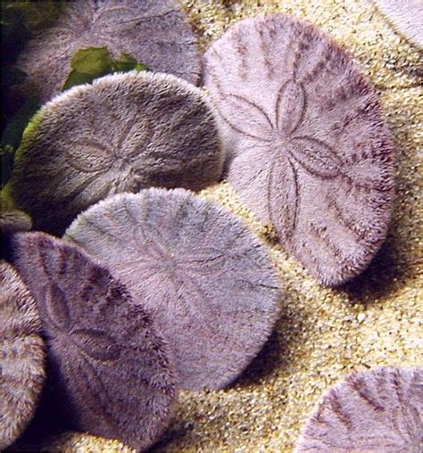 Live Sand Dollars In The Sea Types Of Starfish Sea Shells Sand Dollar