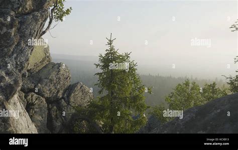 Amazing Nature View Of Green Mountain Forest And Lonely Tree Growing On