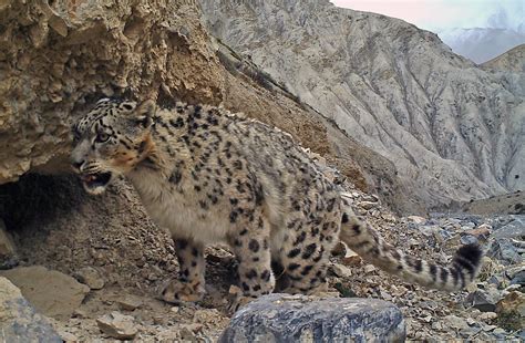 Rare Snow Leopards Seen On Mount Everest National