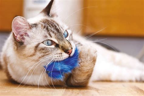 10 Ways To Keep Your Cat Busy Indoors