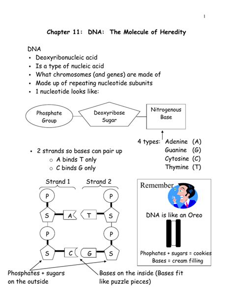 Students will practice pairing nucleic acids with nucleotides in dna and rna as well as codons and it's a great way to review vocabulary before a test or quiz!this activity comes with 2 options:1. worksheet. Dna The Molecule Of Heredity Worksheet Key. Grass Fedjp Worksheet Study Site