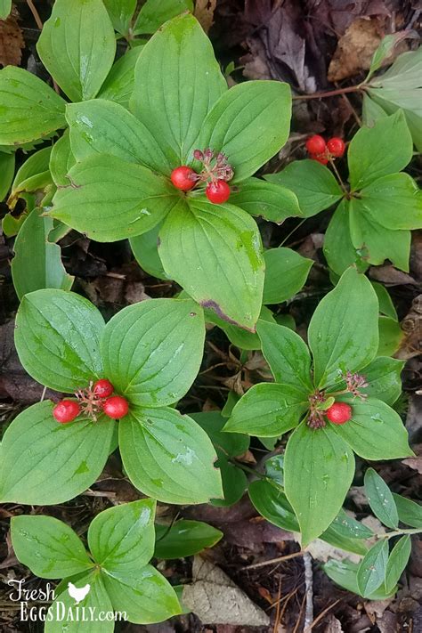 Wild Berries on our Farm in Maine - Fresh Eggs Daily®