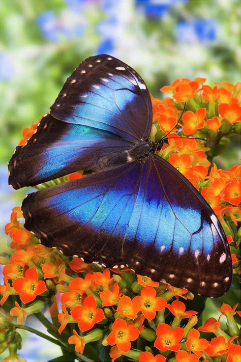 Blue Morpho Butterfly Photograph By Darrell Gulin