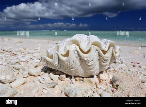 Natural Giant Clam Shell On The Beach Christmas Island Kiribati Stock
