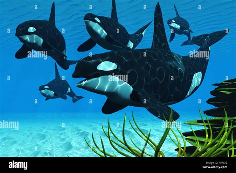 Ocean Killer Whales Stock Photo Alamy