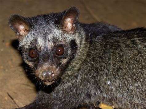 Philippine Palm Civet A Disappearing Viverrid In Palawan Lowlands
