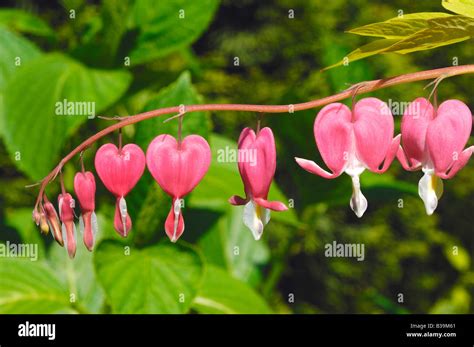 Lucy Littler Plant With Pink Heart Shaped Flowers Two Pink Heart