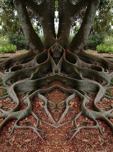 Cool Looking Tree Roots In 2019 Weird Trees Unique