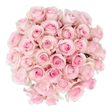 Free Delivery Premium Christa Pink Roses Flowers Near Me