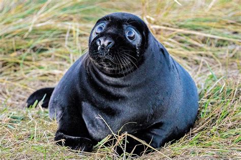 A Black Seal Is Sitting In The Grass And Looking At The Camera With An