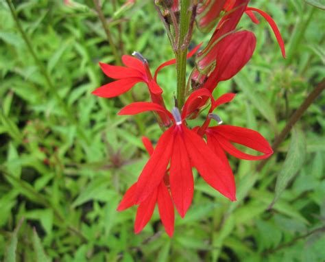 Cardinal Flower Lobelia Cardinalis Plants For Ponds