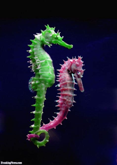 Seepferdchen With Images Beautiful Sea Creatures Seahorse Sea Animals