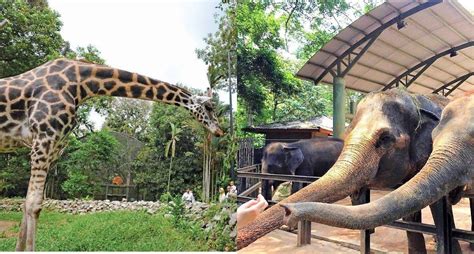 Promo harga tiket masuk bali zoo wni 2019 balizoobooking. "Promosi Tarik Pengunjung" Zoo Melaka Tawar Promosi Tiket ...