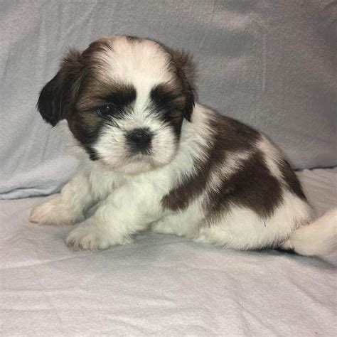 Discover more about our shih tzu puppies for sale below! Shih Tzu Puppies For Sale | Milwaukee, WI #313376