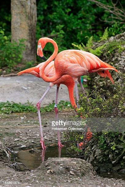 Flamingos Miami Zoo Photos And Premium High Res Pictures Getty Images