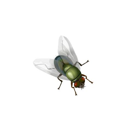 Housefly Vector Illustrations Royalty Free Vector Graphics And Clip Art