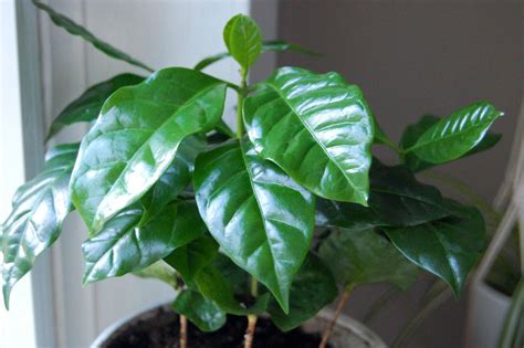 Coffee Plant Care And Growing Guide