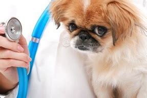 Hiccups are mostly harmless to your dog's health, and puppies tend to outgrow them eventually. puppy hiccups Archives - The Dogington Post