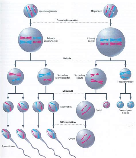 Which Process Produces Gametes Hermedesign
