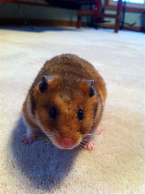 Pin By Michelle On Hammy With Images Hamster Hamster Toys Pets