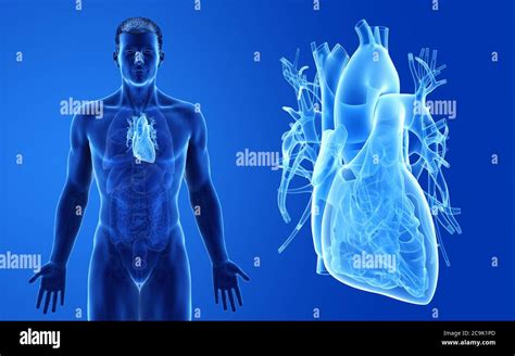 Male Heart Illustration Stock Photo Alamy
