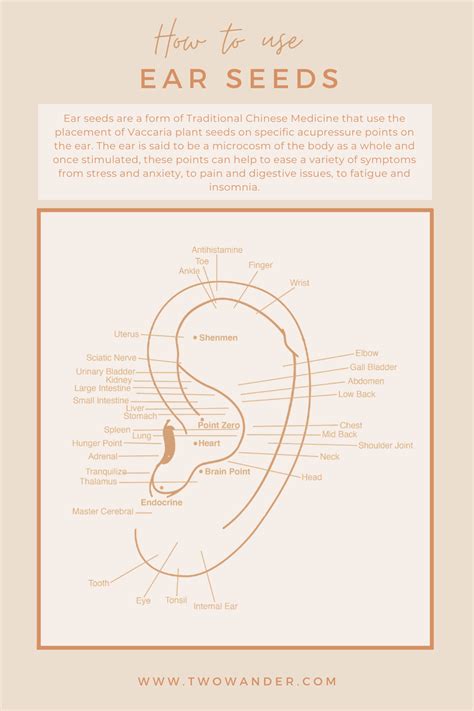 How Do Acupuncture Ear Seeds Work — Two Wander X Elysium Rituals