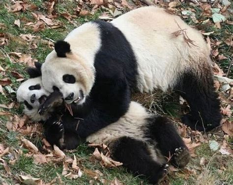 Pin By Reuben Yeo On Pandas Super Cute Animals Happy Animals Cute