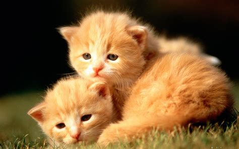 Cute Animals Wallpapers 62 Images