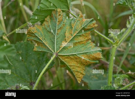 Hollyhock Rust Hi Res Stock Photography And Images Alamy