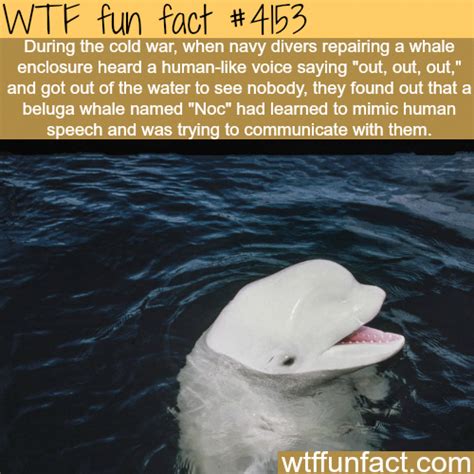 Beluga Whale That Learned To Mimic Human Speech Wtf Fun Facts Funnyweddingspeeches Fun