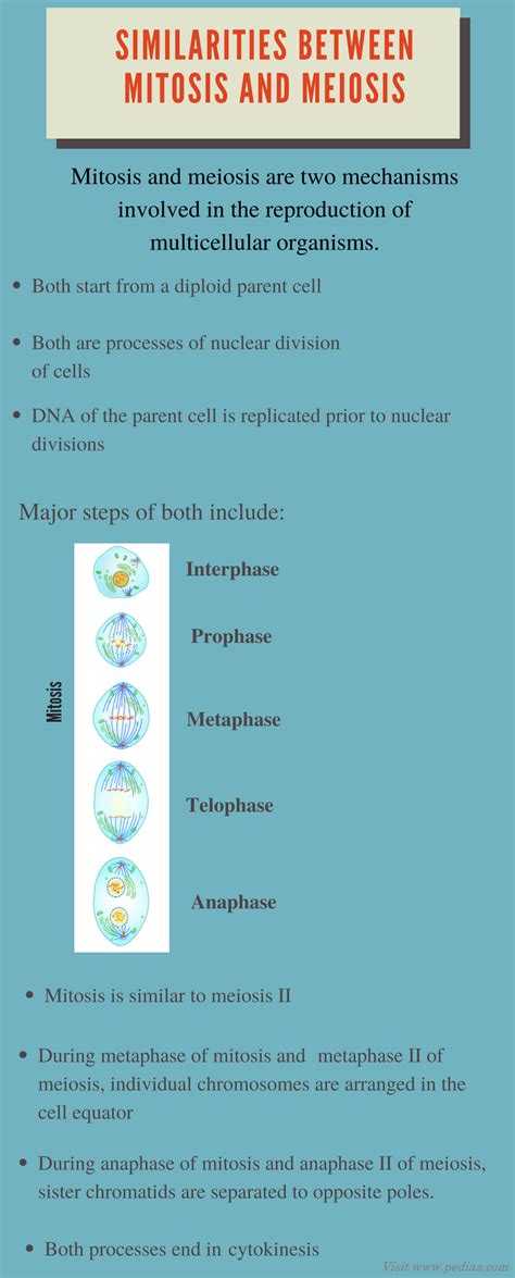 similarities between mitosis and meiosis definition stages process function 2022