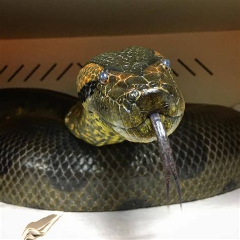 What A Cute Face Green Anaconda Eunectes Murinus Credit Megaconda