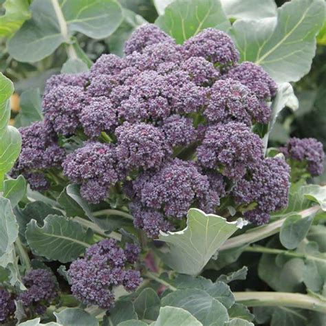 Broccoli Purple Sprouting Burgundy F1 Kings Seeds Direct
