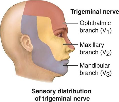 Cranial Nerve Function Test Cranial Nerves What Is Trigeminal