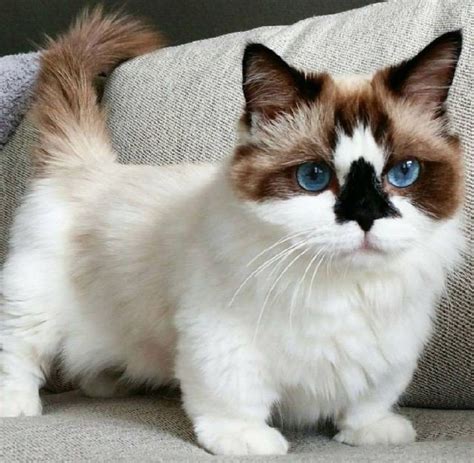 Munchkin Cat Breed Information Images Characteristics Health