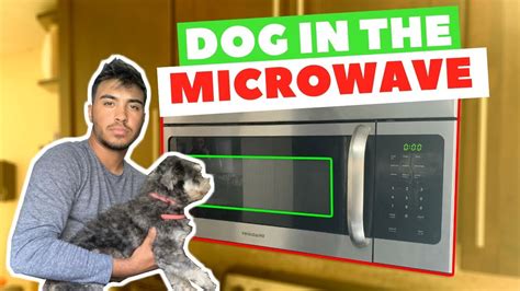 I Put My Dog In The Microwave Youtube