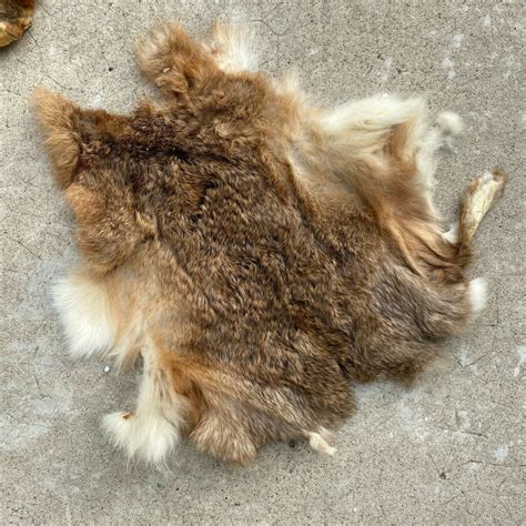 French Taxidermy Animal Fur Pelts Skin Leather 26032014 Etsy