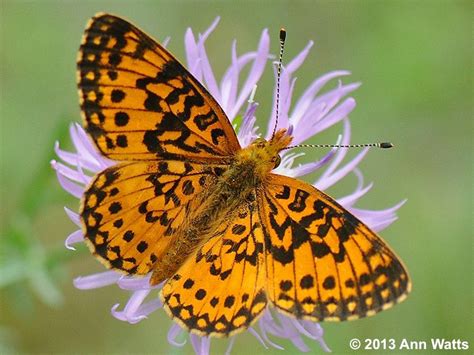 Silver Bordered Fritillary Butterfly Silver Central Oregon