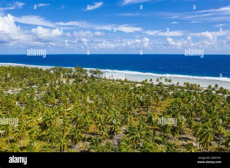 Aerial View Of Coconut Plantation Avatoru Island Rangiroa Atoll