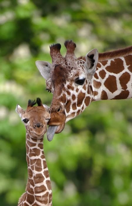 38 Obnoxiously Adorable Baby Animals That Will Make You