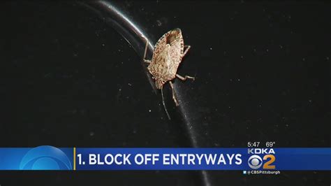 Stink Bug Invasion May Be More Prevalent This Year Youtube