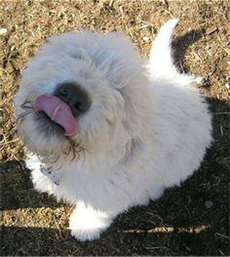 Ask questions and learn about komondors at nextdaypets.com. 1000+ images about Komondor on Pinterest | Westminster dog ...