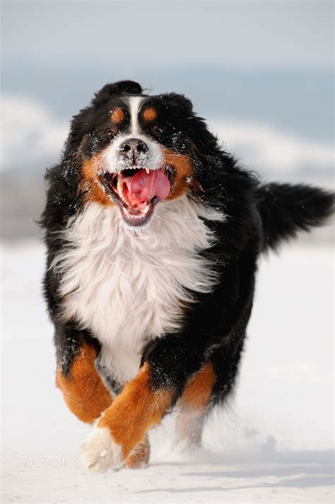 The bernese mountain puppy is one of the four assortments of mountain mutts of switzerland. Bernese mountain dog | Leuke honden, Honden, Dieren