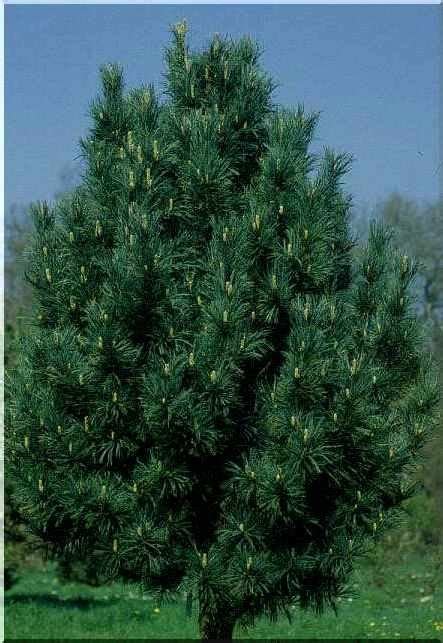 Pinus Cembra Compacta Glauca Sosna Limba Compacta Glauca Szczep Foto