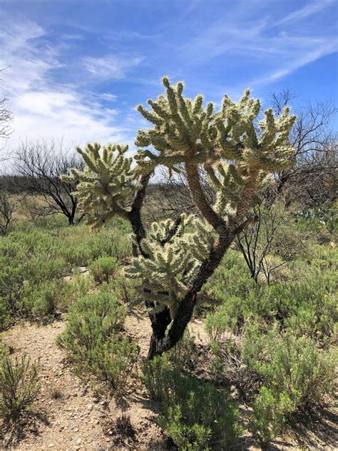 Cylindropuntia Fulgida The Jumping Cholla Also Known As The Ha Stock