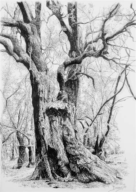 Pencil Drawings Trees Pencildrawing2019
