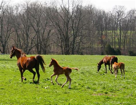 American Saddlebred Horse Farm Tours Kentucky Tourism